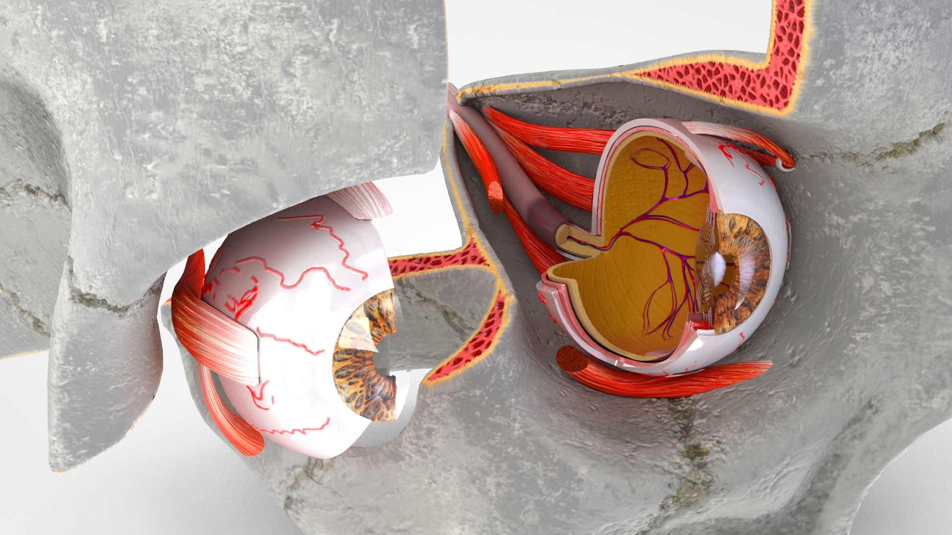 3D model 3D Eye With Anatomical Cross-Section model VR / AR / low-poly ...