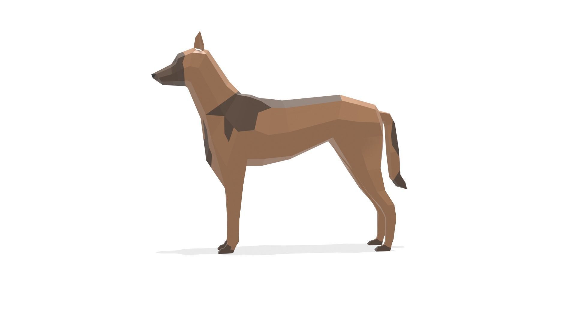 Low poly Belgian Malinois 3D model_3