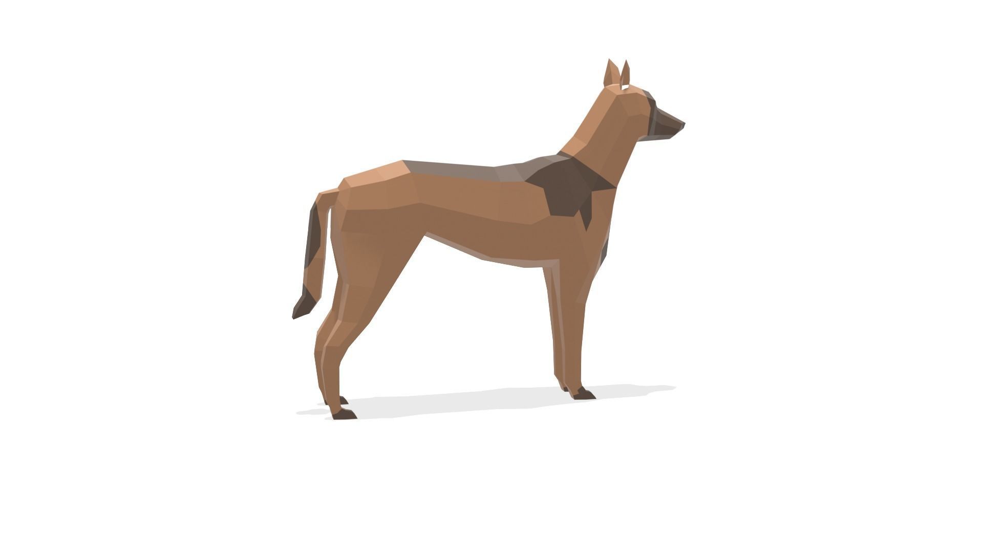 Low poly Belgian Malinois 3D model_5