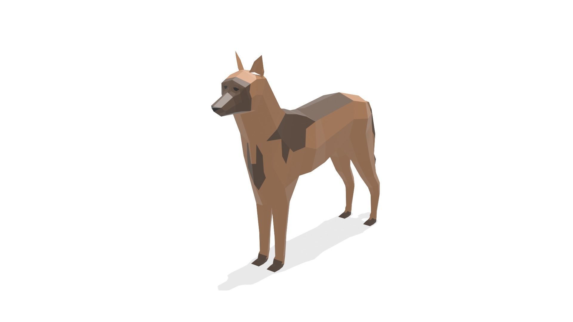 Low poly Belgian Malinois 3D model_2