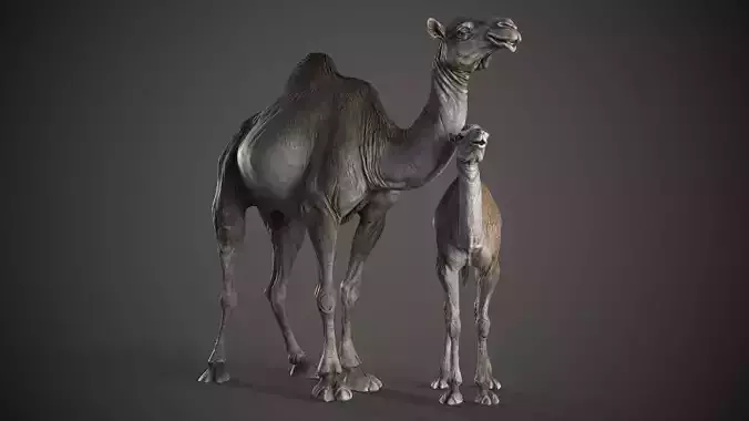  Dromedary Camels - 3D Sculpting - High Poly  3D print model