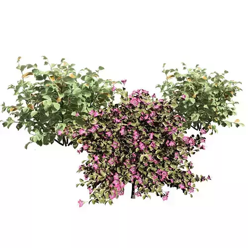 My Monet Weigela 3d collection Low-poly 3D model