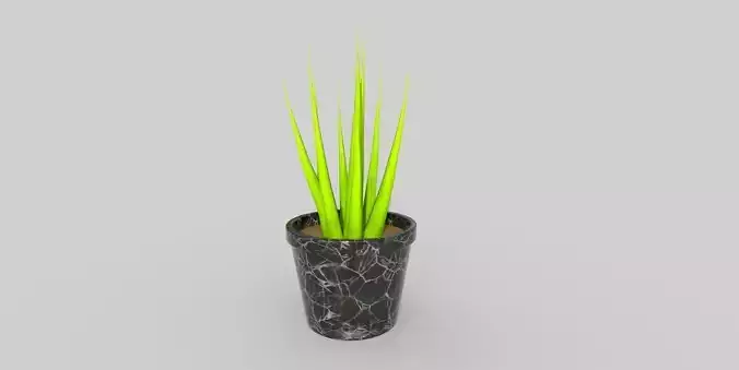 Potted Plant