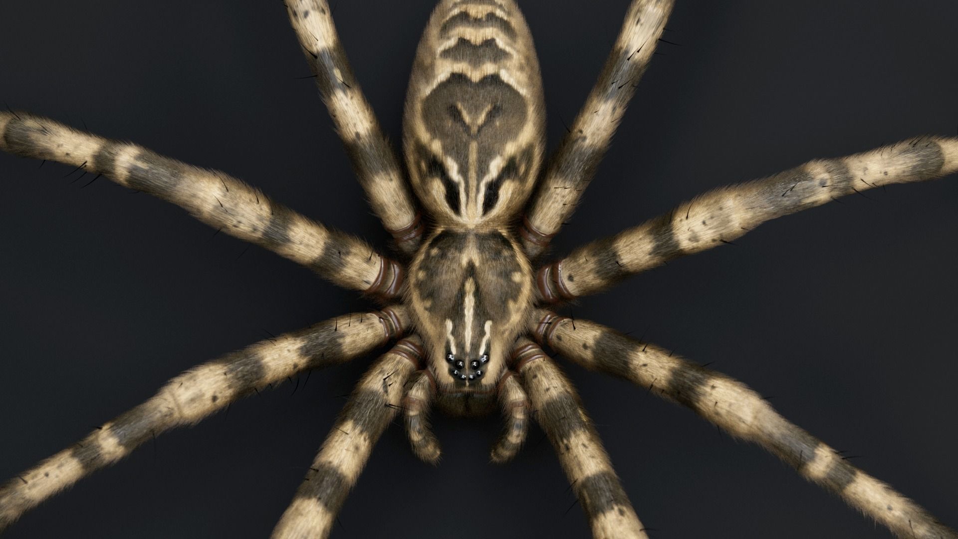 Fishing Spider Low-poly 3D model_11