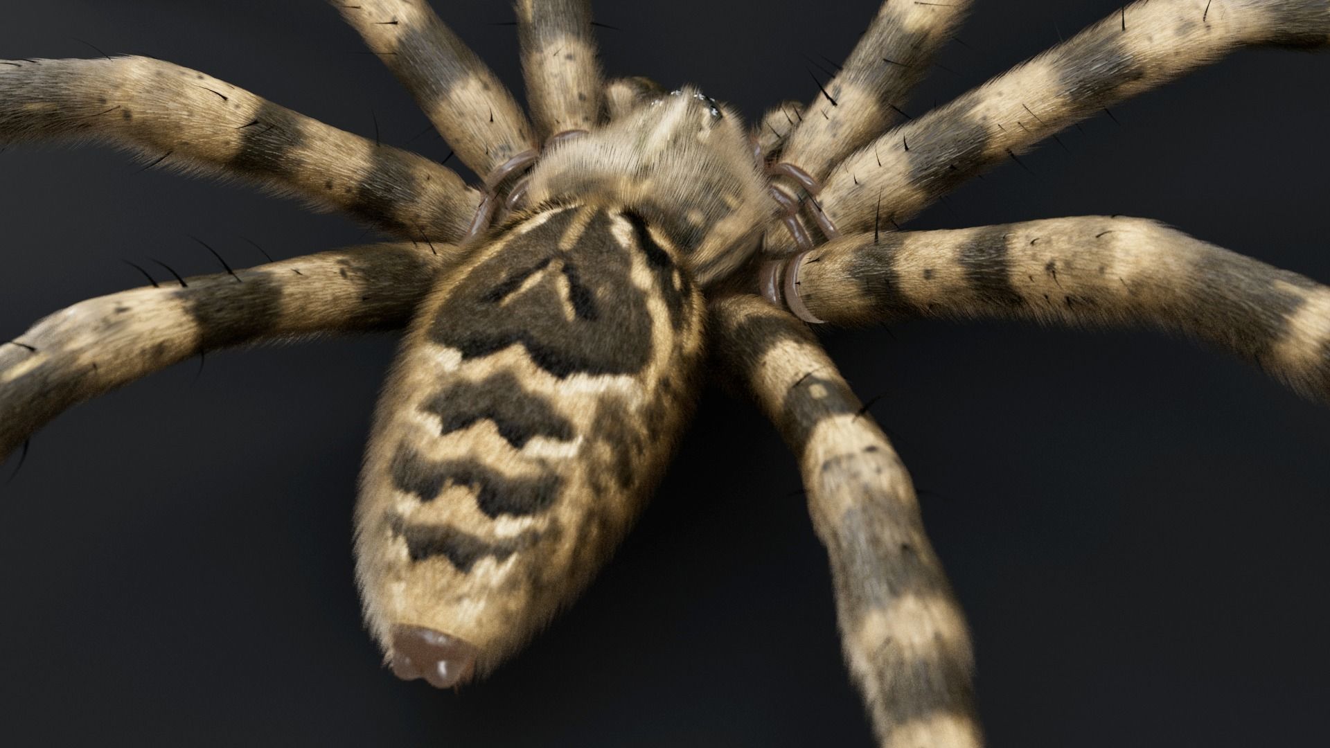 Fishing Spider Low-poly 3D model_5