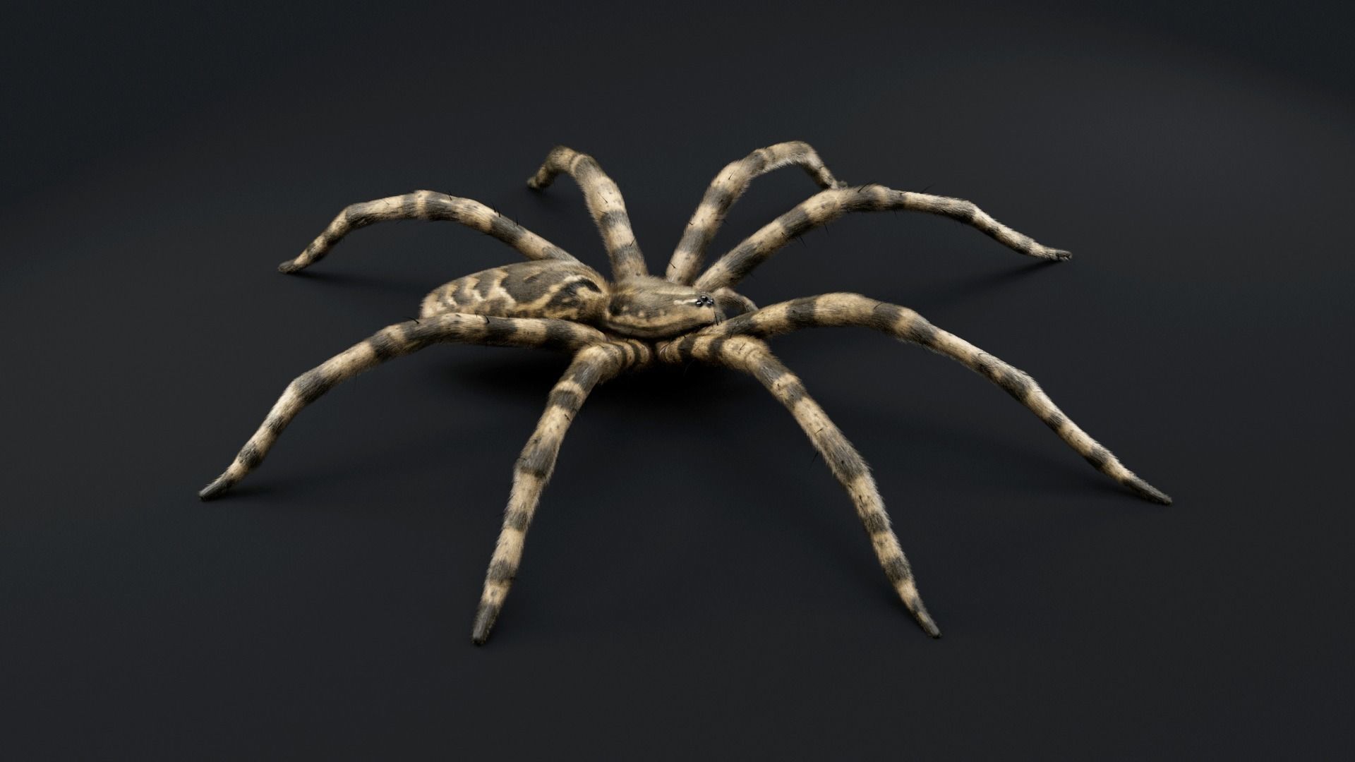 Fishing Spider Low-poly 3D model_8