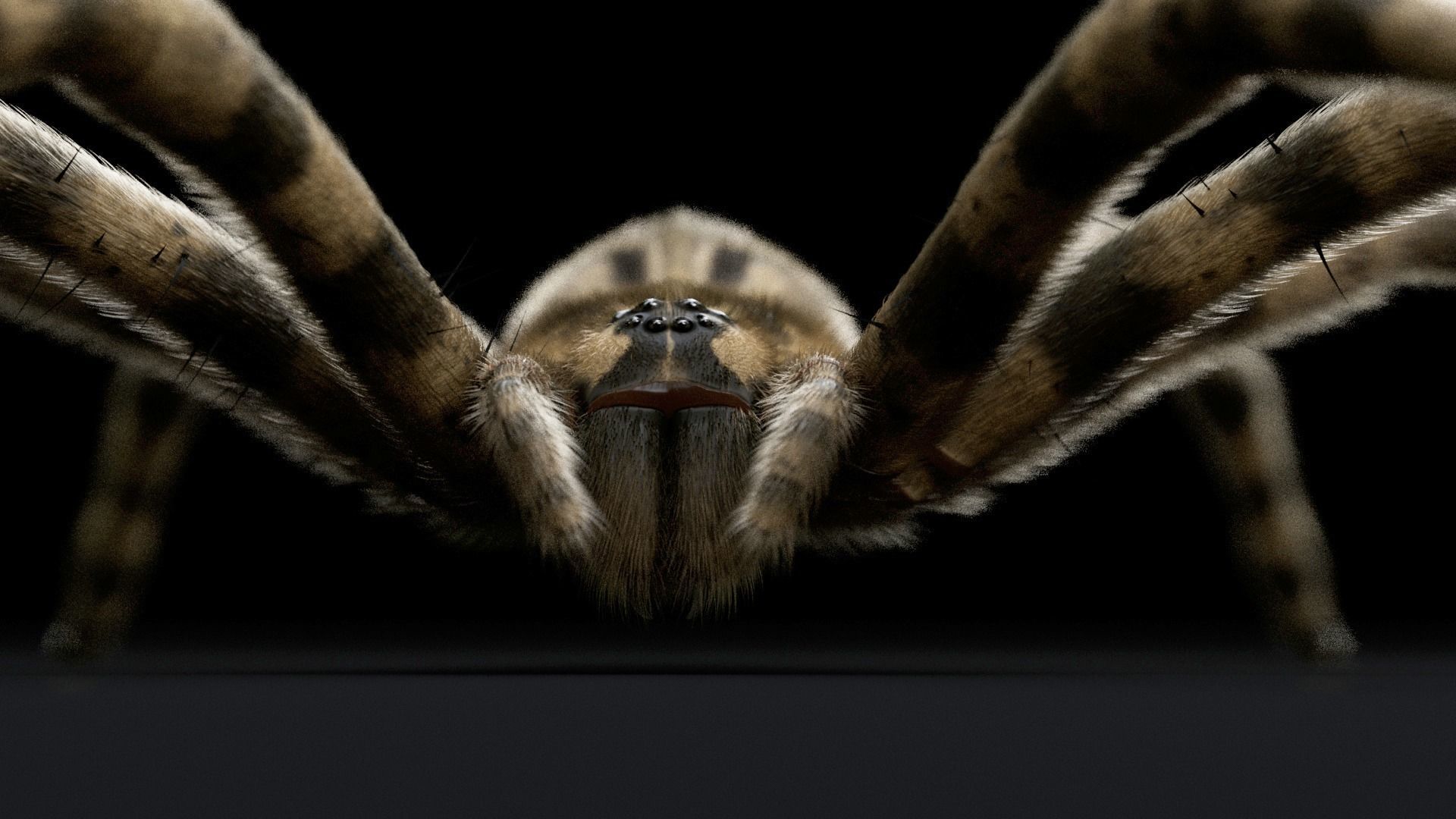 Fishing Spider Low-poly 3D model_10