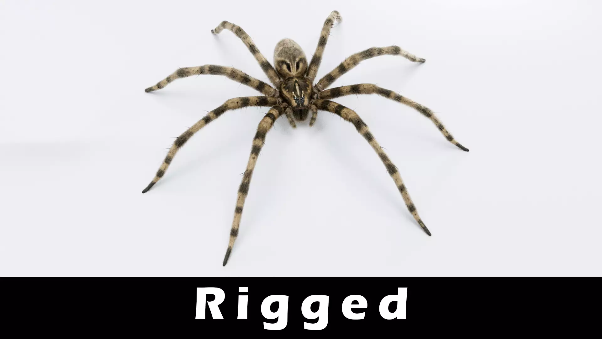 Fishing Spider Low-poly 3D model_0