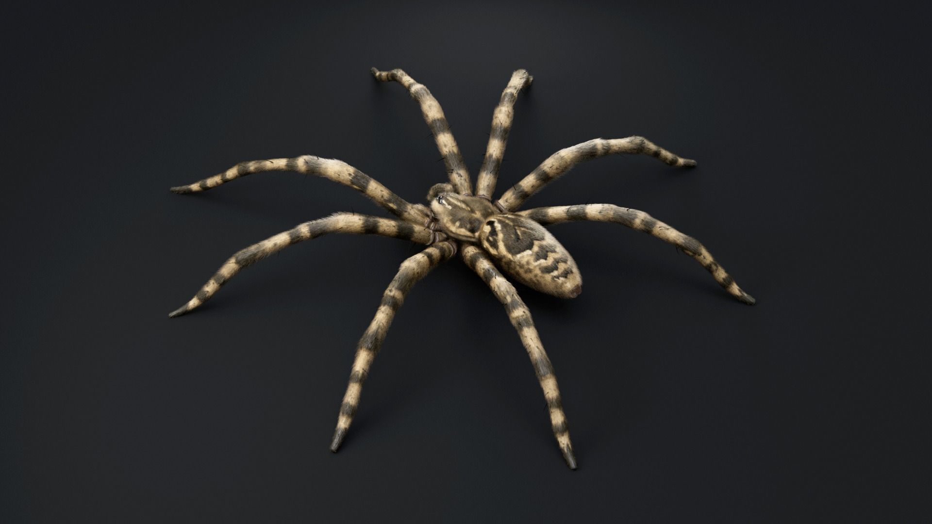 Fishing Spider Low-poly 3D model_6