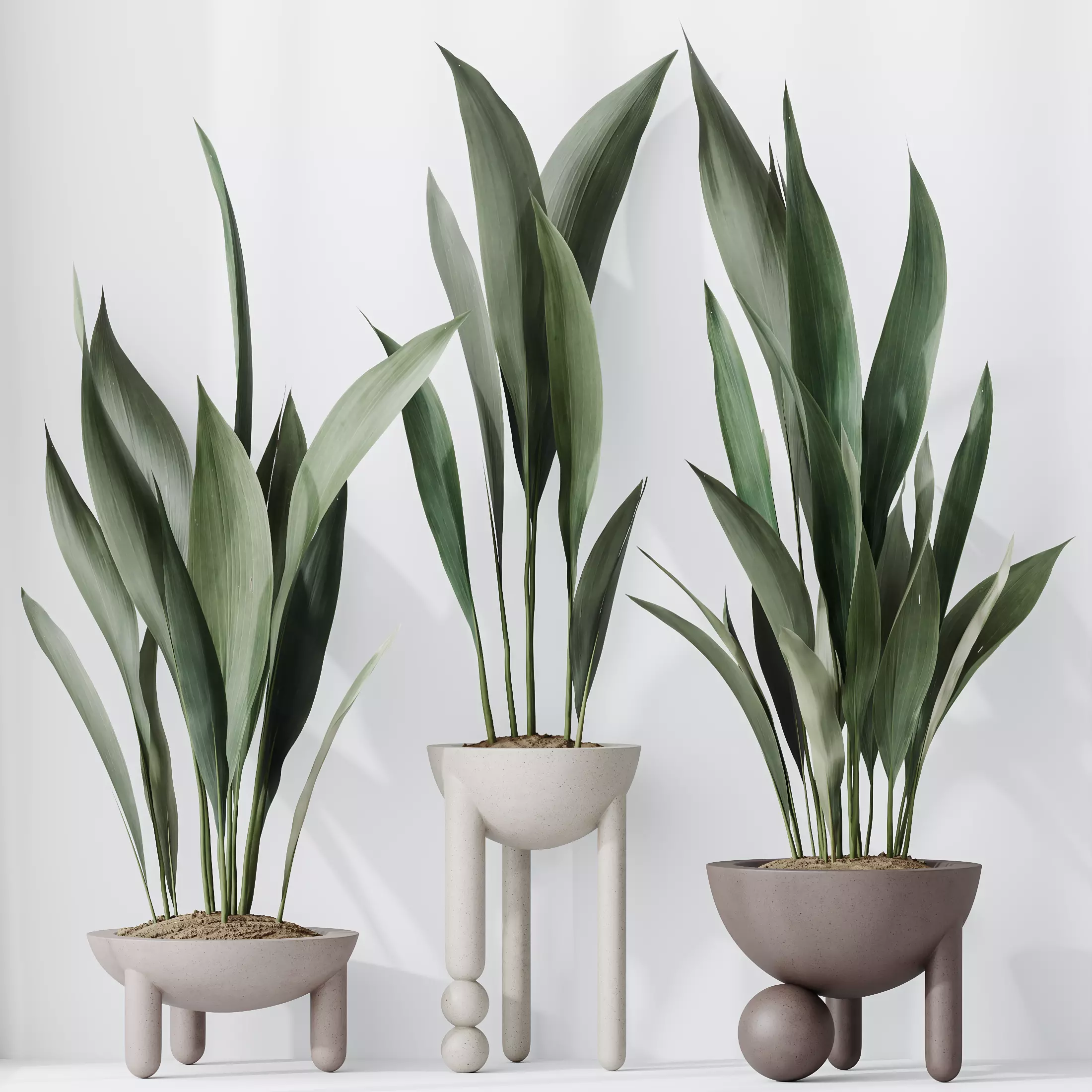 HQ HousePlants Aspidistra Elatior Cast iron Plant 3D model