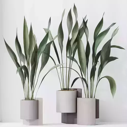 HQ HousePlants Aspidistra Elatior Cast iron Plant Set02 3D model
