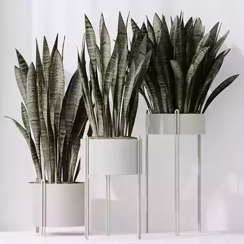 HQ HousePlants Snake Green Sansevieria Trifasciata Robusta 3D model
