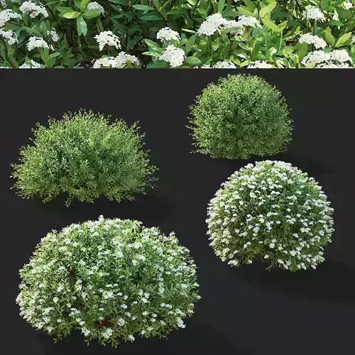 Spiraea cinerea grefsheim trimmed