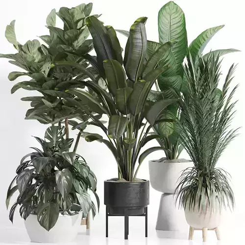 indoor plant Set 098 3D model