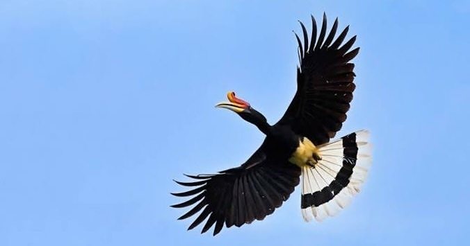 Rhinoceros Hornbill bird Low-poly 3D model