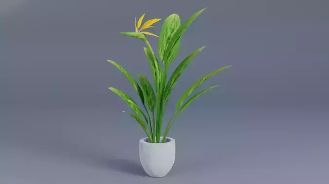 Plant