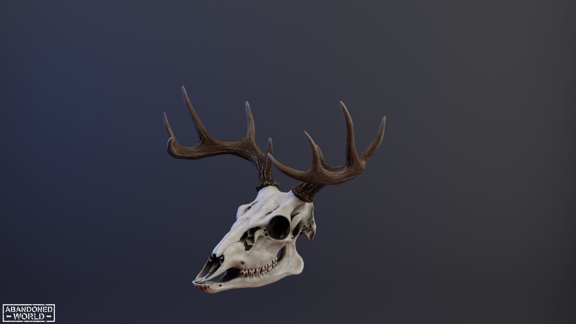 Deer Skull Low-poly 3D model_4
