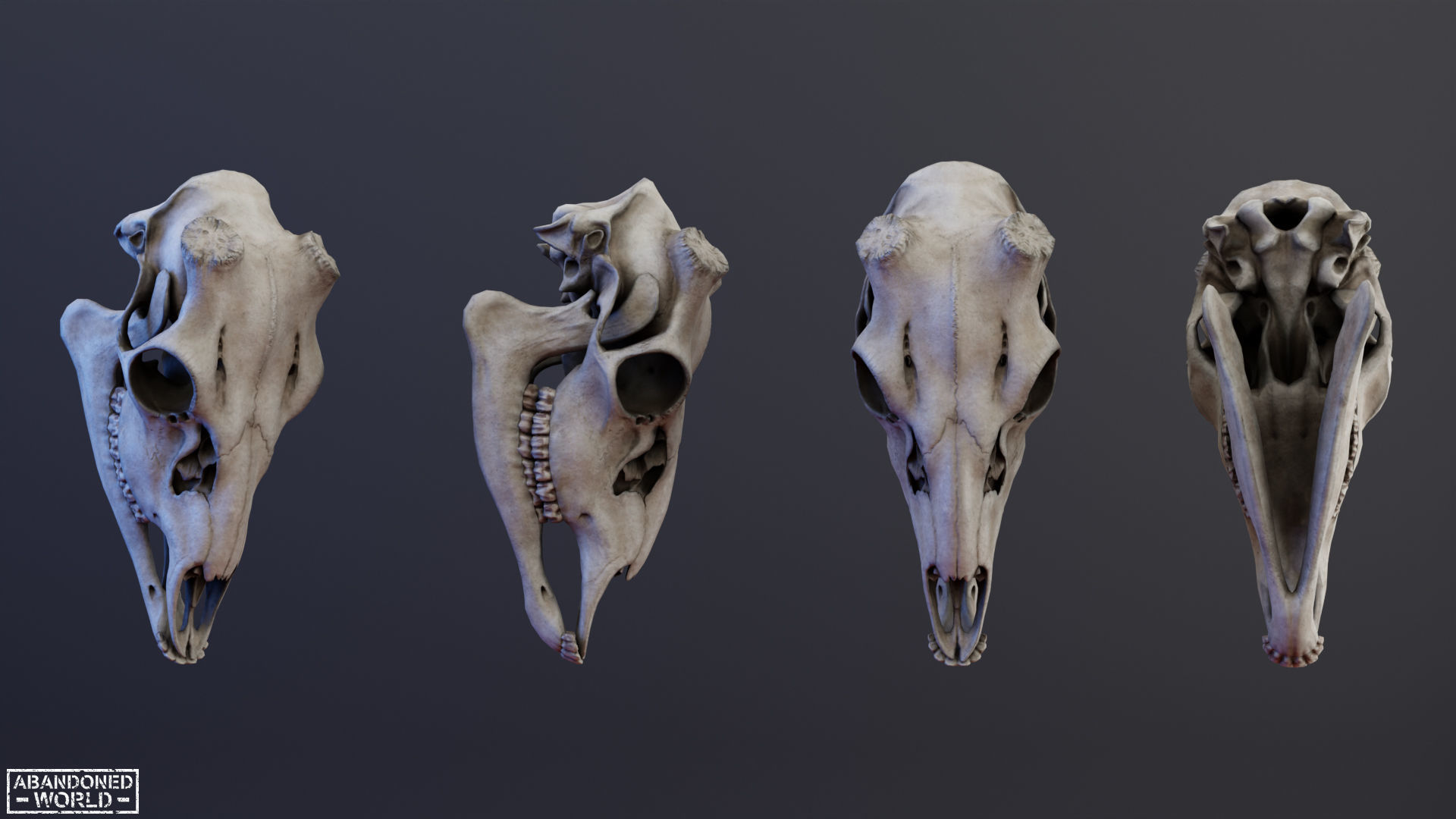Deer Skull Low-poly 3D model_5