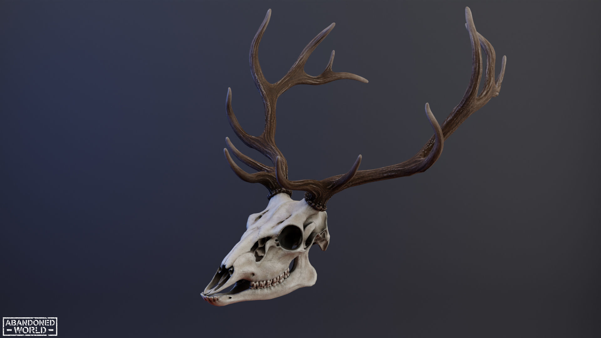 Deer Skull Low-poly 3D model_2