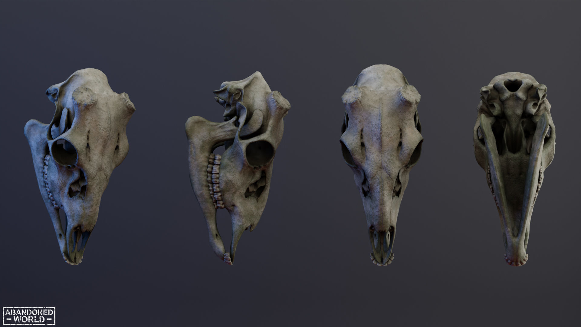 Deer Skull Low-poly 3D model_7