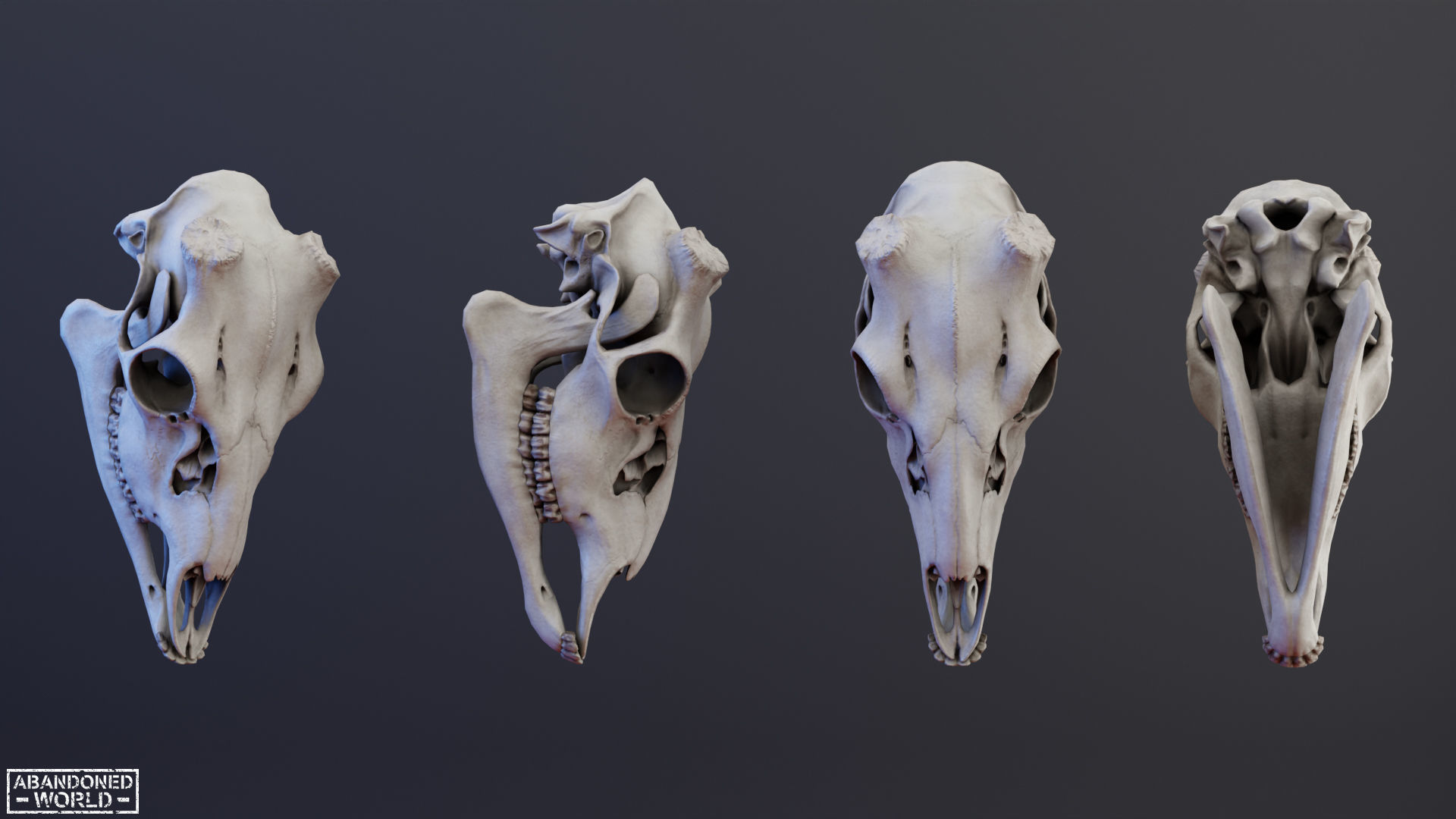 Deer Skull Low-poly 3D model_6