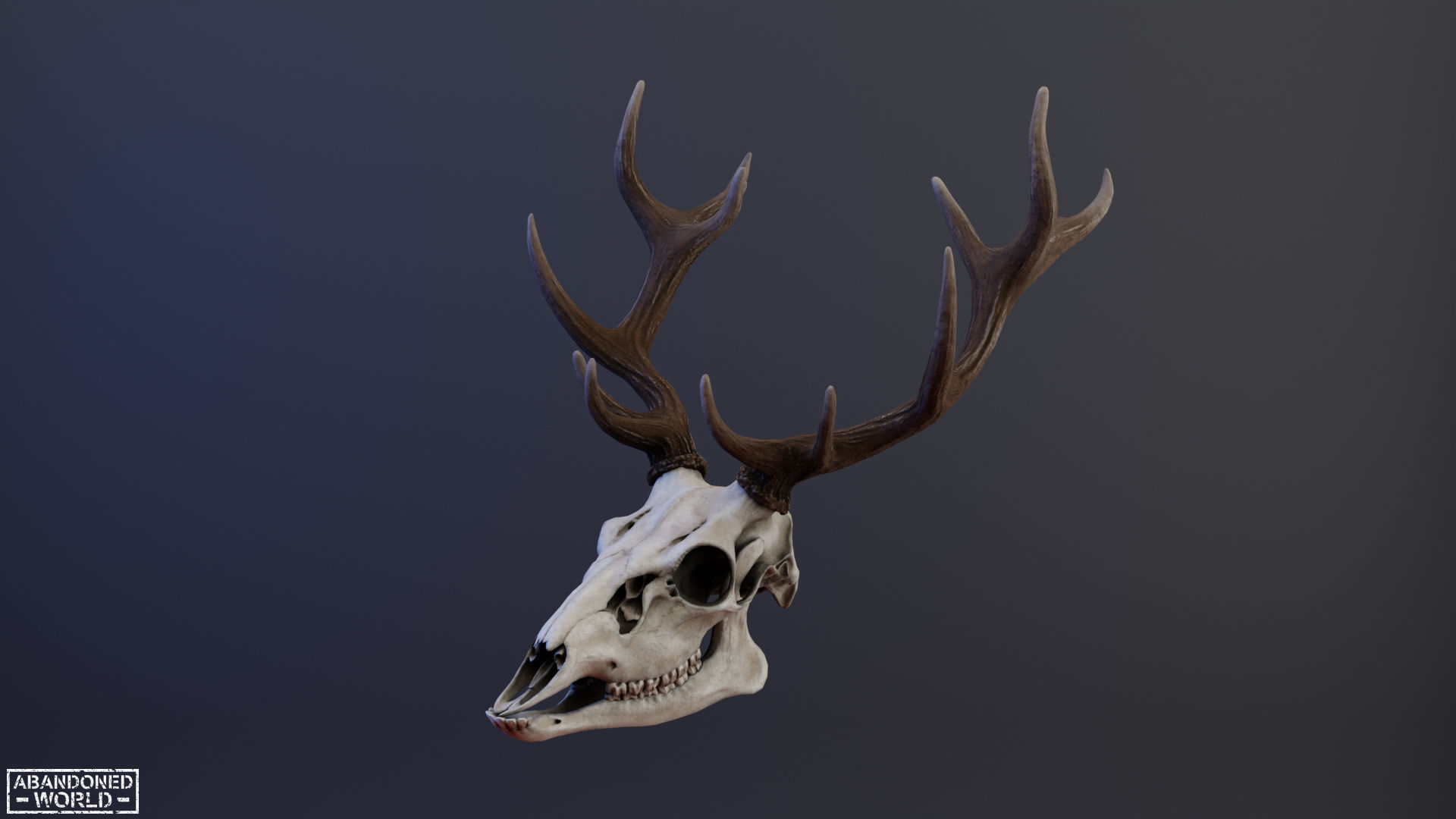 Deer Skull Low-poly 3D model_3