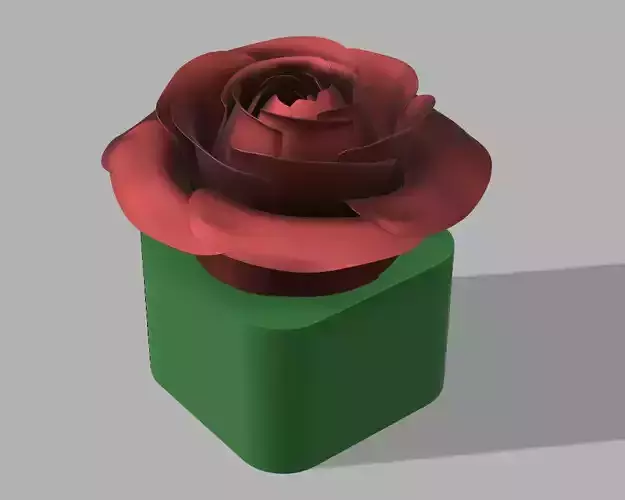 rose pot 