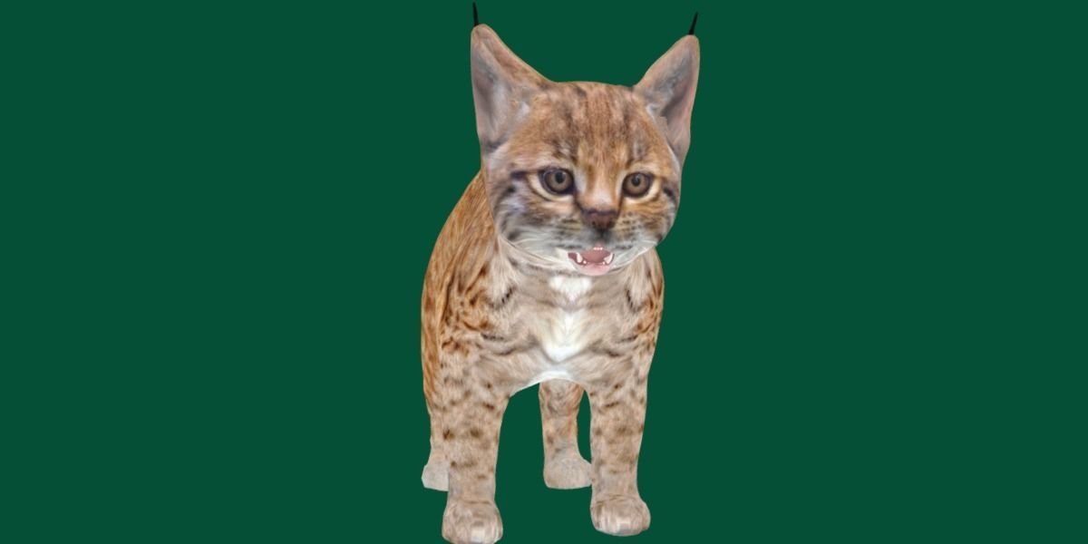 Bobcat Cub Red Lynx 3D model_10