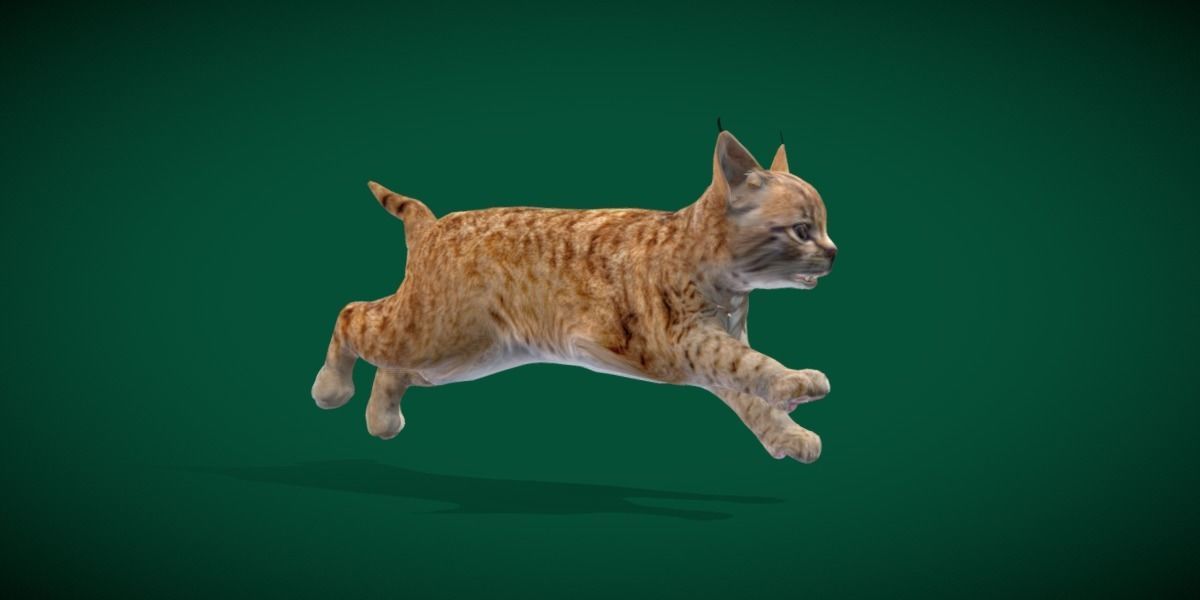 Bobcat Cub Red Lynx 3D model_6