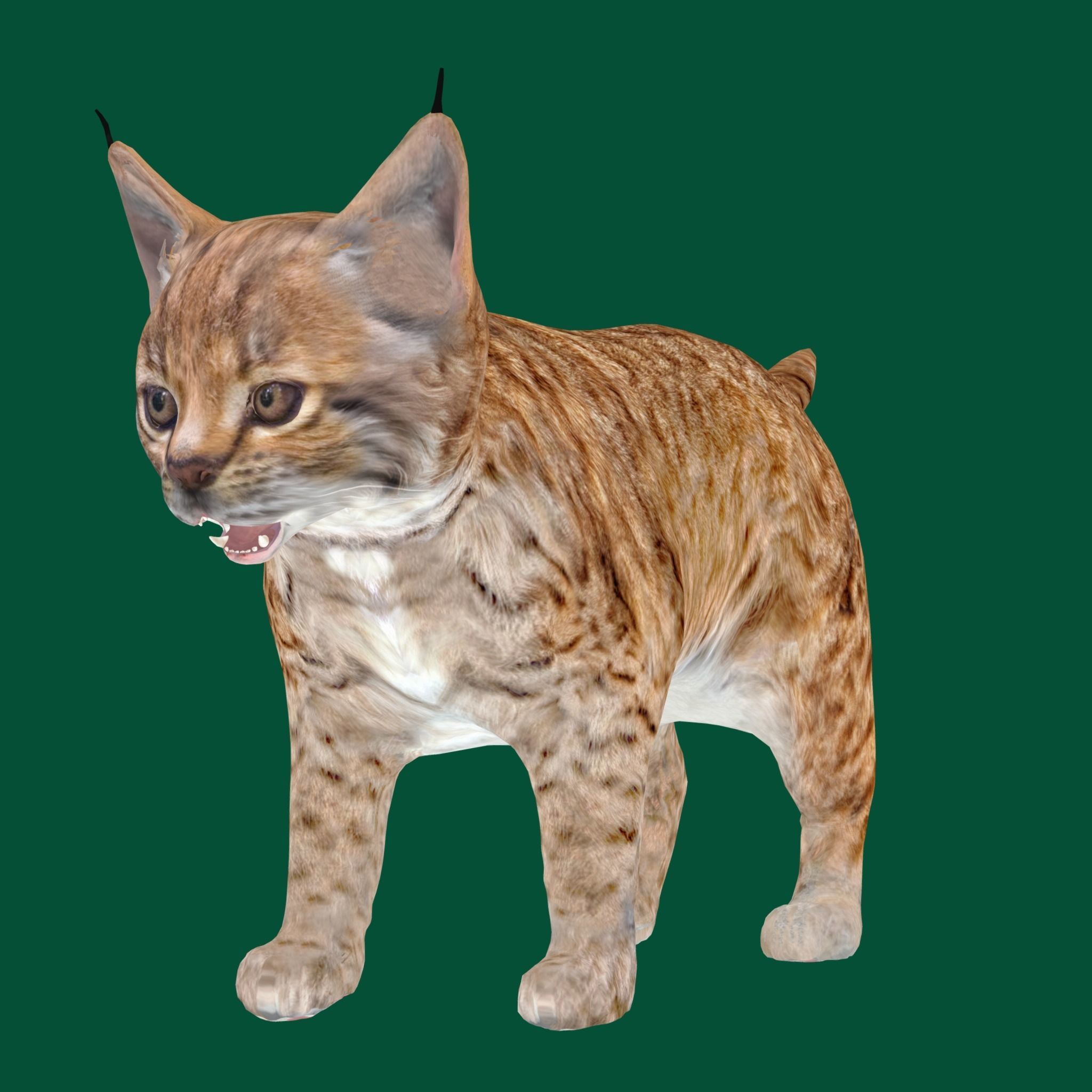 Bobcat Cub Red Lynx 3D model_7