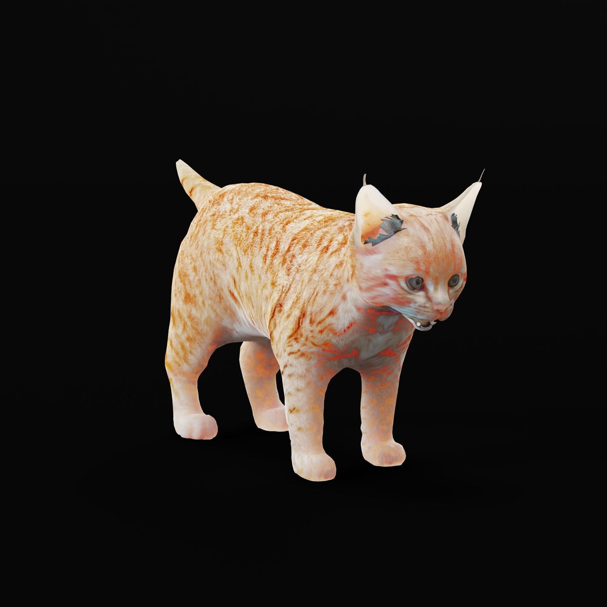 Bobcat Cub Red Lynx 3D model_20
