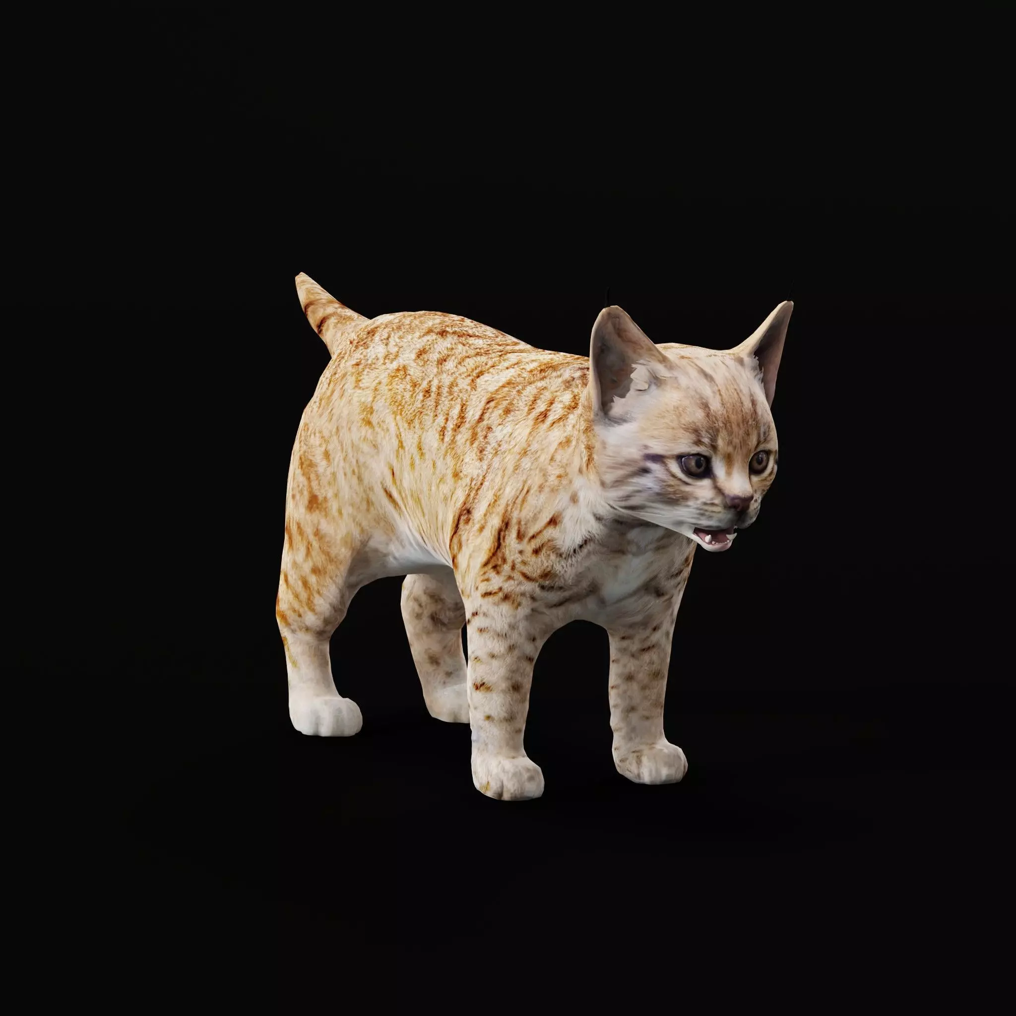 Bobcat Cub Red Lynx 3D model_0