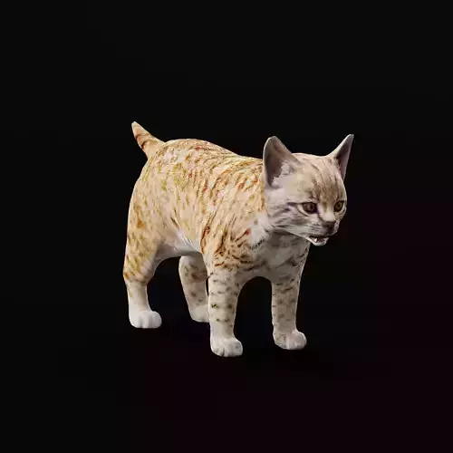Bobcat Cub Red Lynx 3D model