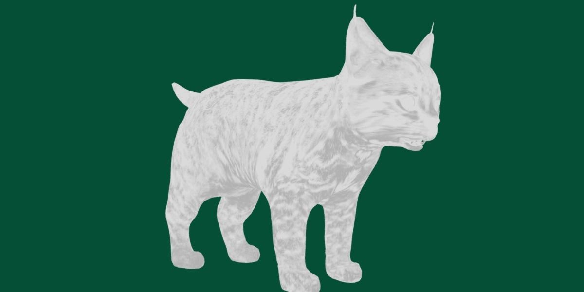 Bobcat Cub Red Lynx 3D model_12