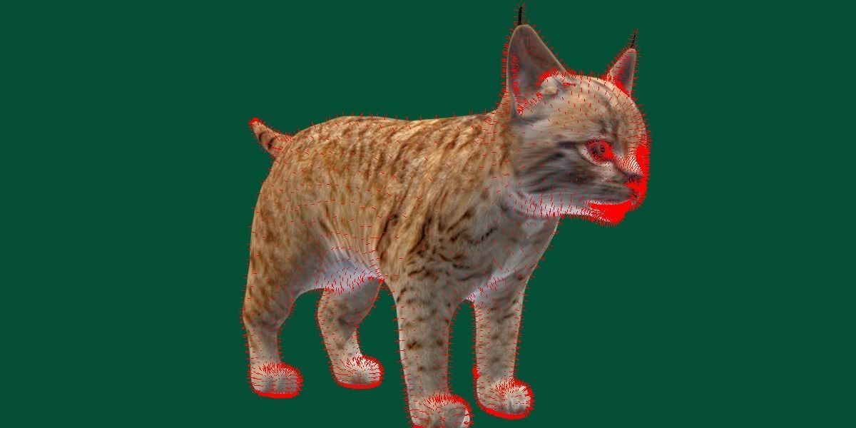 Bobcat Cub Red Lynx 3D model_4
