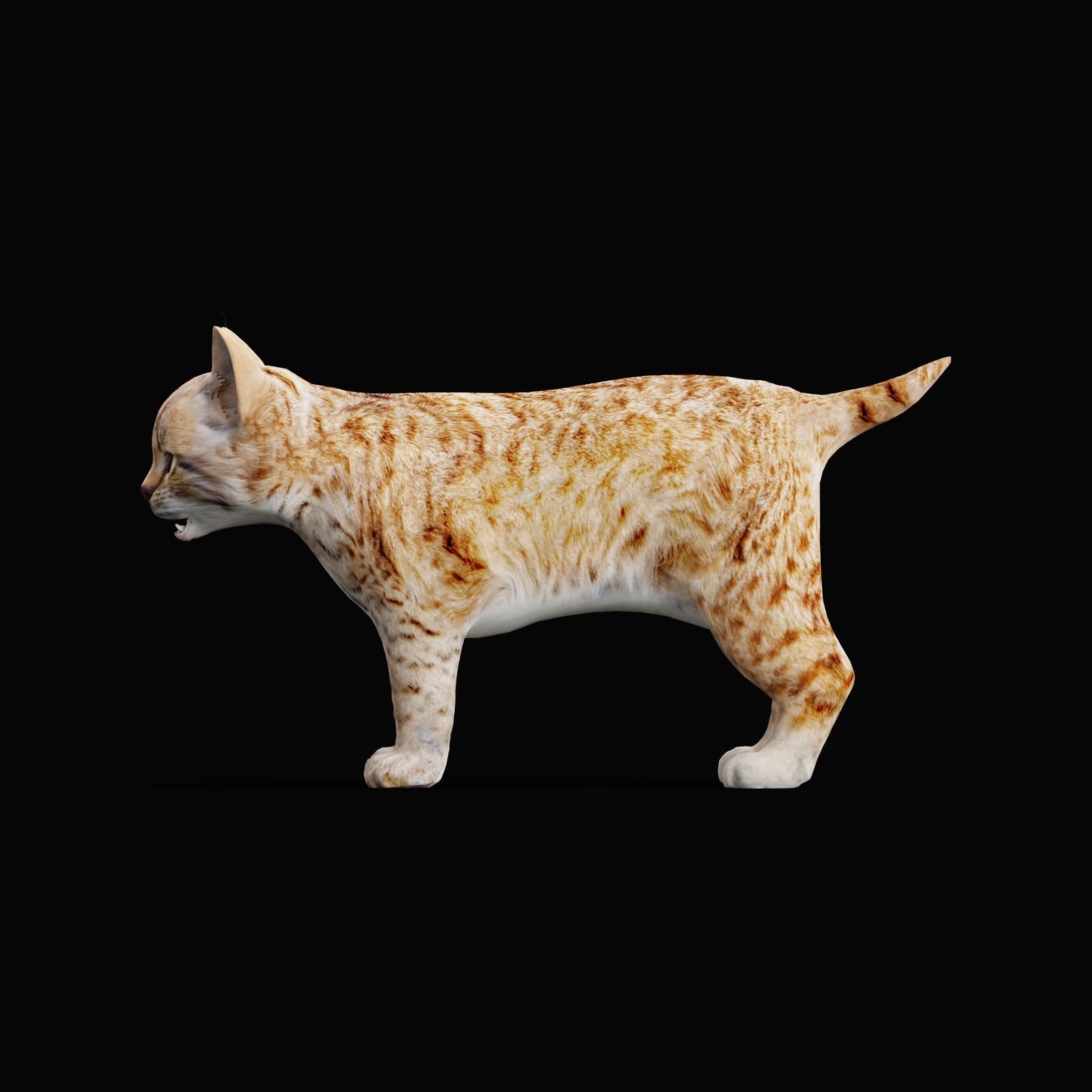 Bobcat Cub Red Lynx 3D model_18