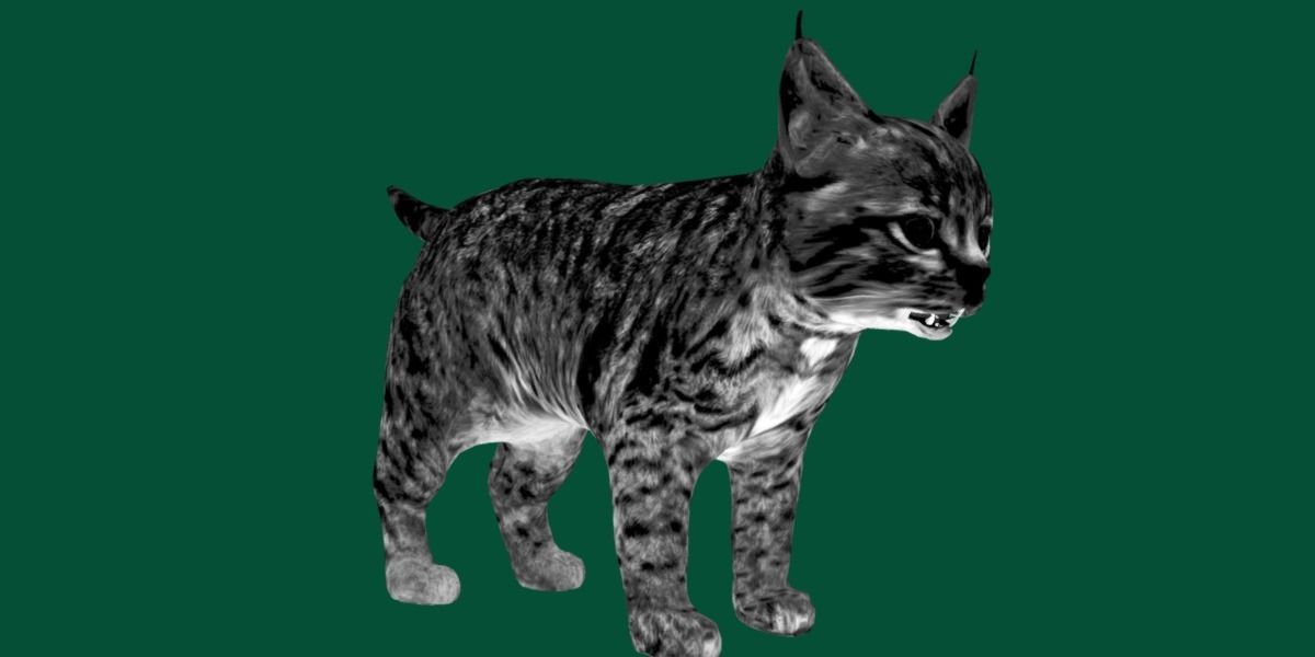 Bobcat Cub Red Lynx 3D model_13