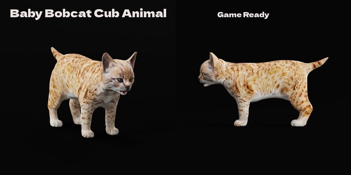 Bobcat Cub Red Lynx 3D model_2