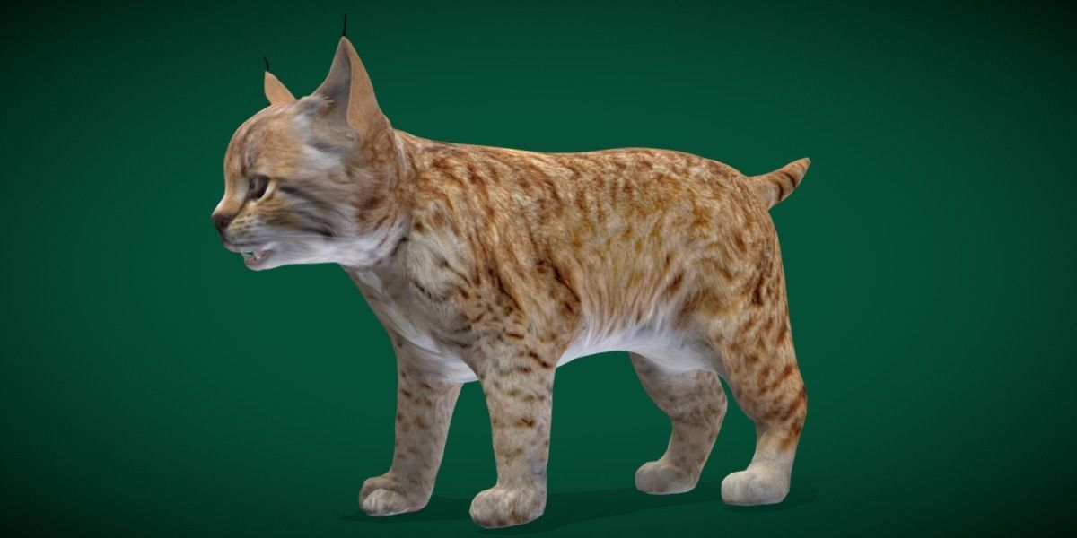 Bobcat Cub Red Lynx 3D model_16