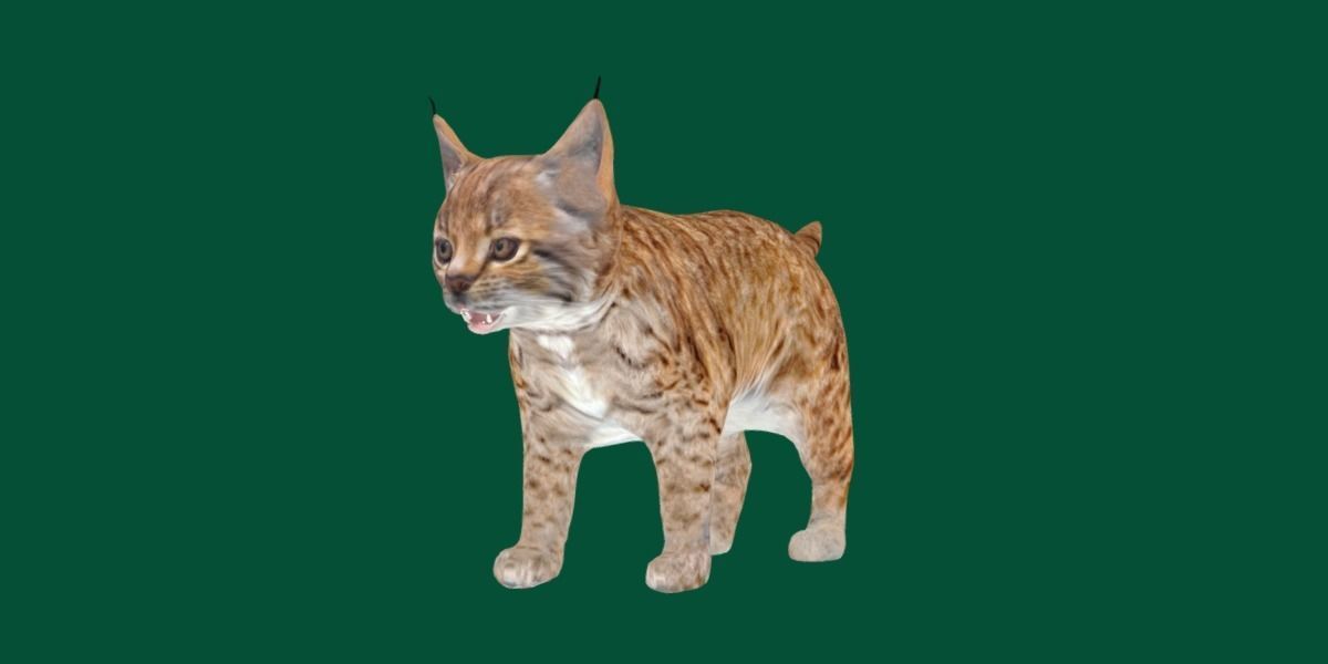 Bobcat Cub Red Lynx 3D model_3