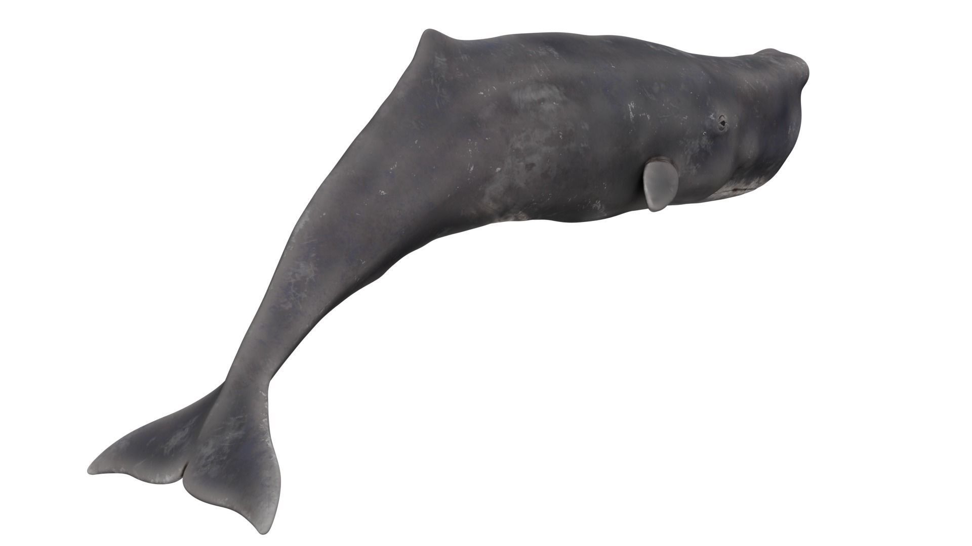 Sperm Whale 3D model_4