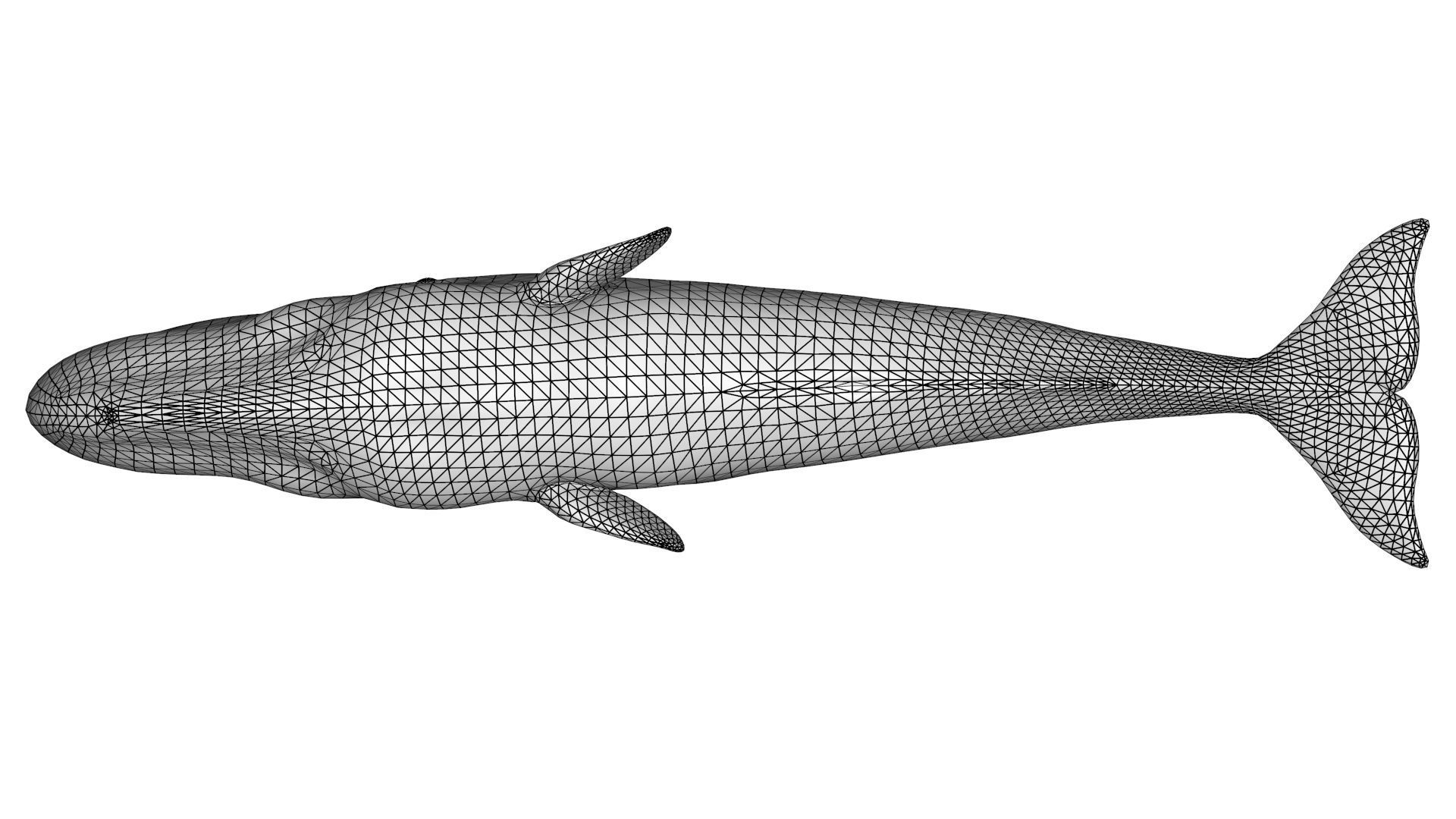Sperm Whale 3D model_18