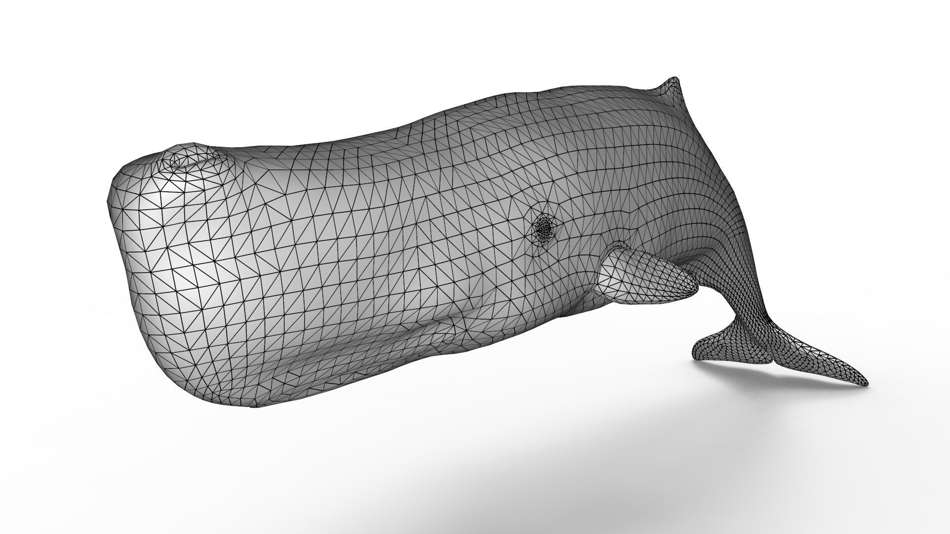 Sperm Whale 3D model_10