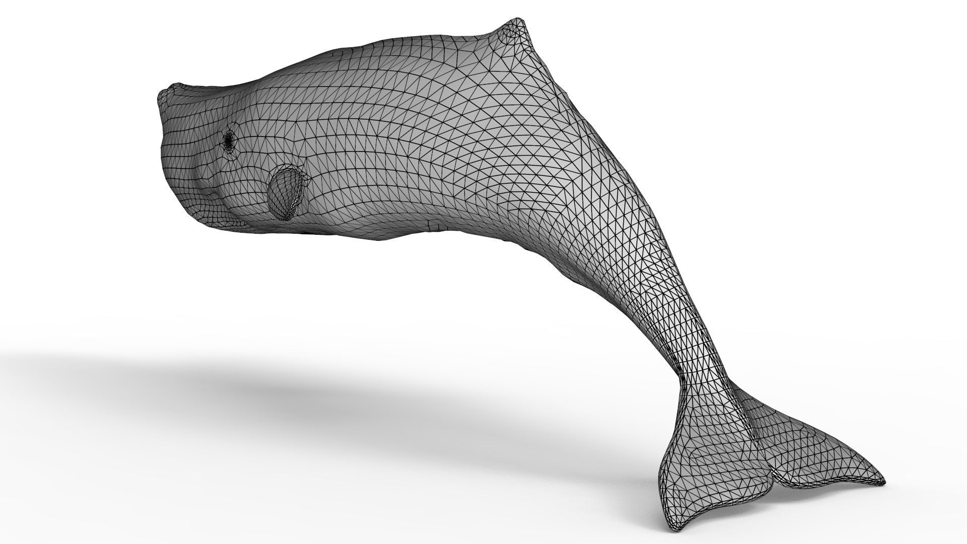 Sperm Whale 3D model_12