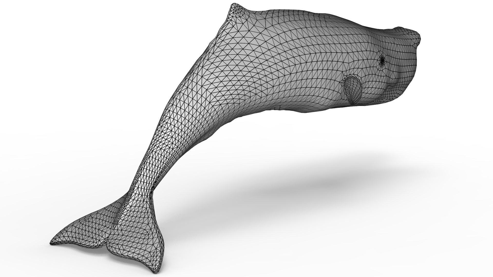 Sperm Whale 3D model_14
