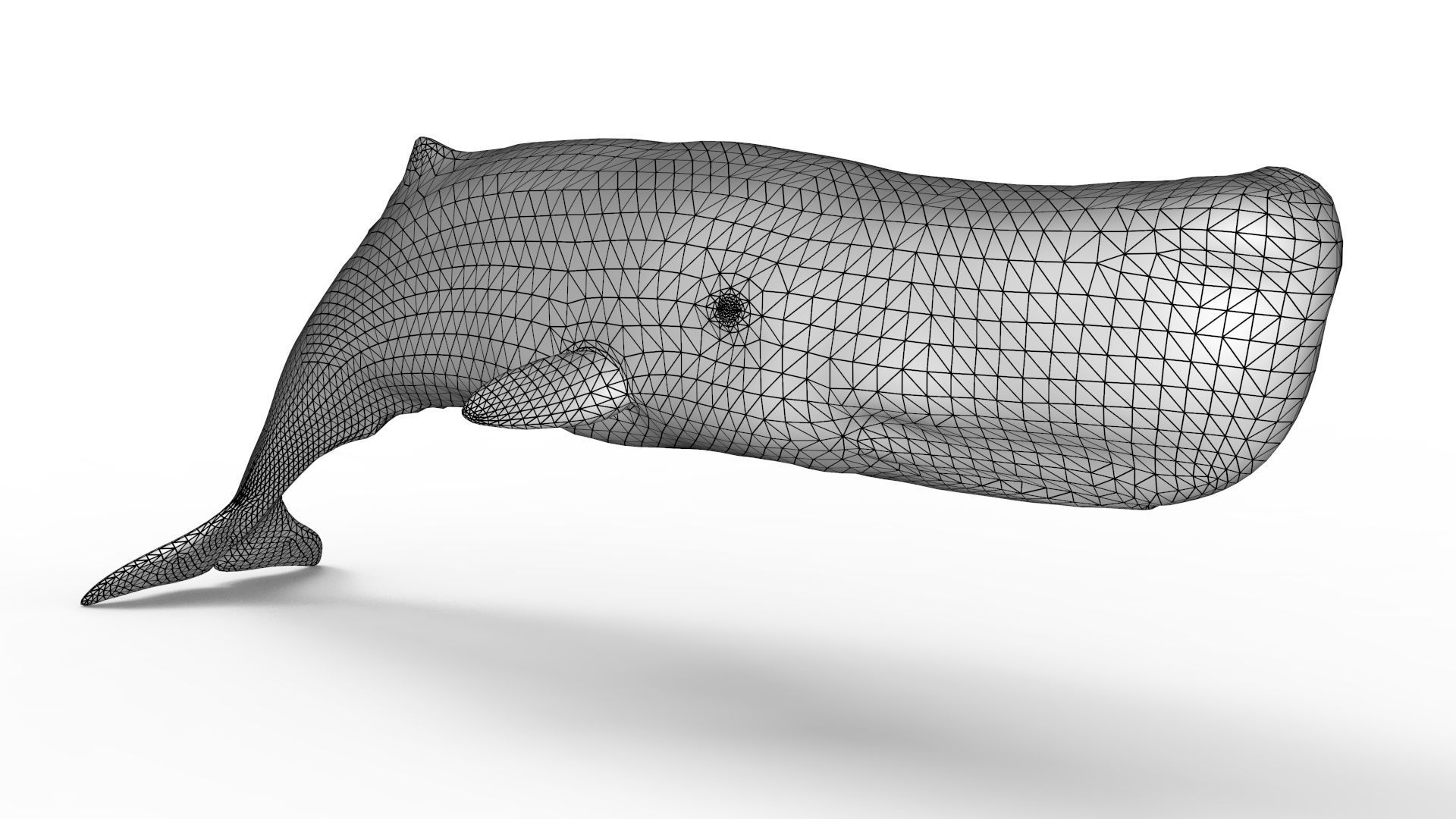 Sperm Whale 3D model_16