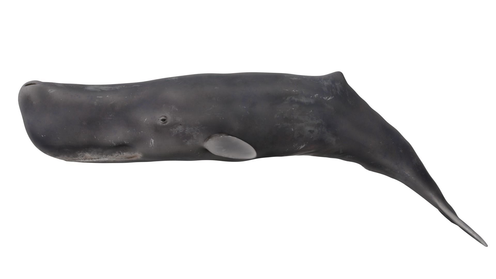 Sperm Whale 3D model_1