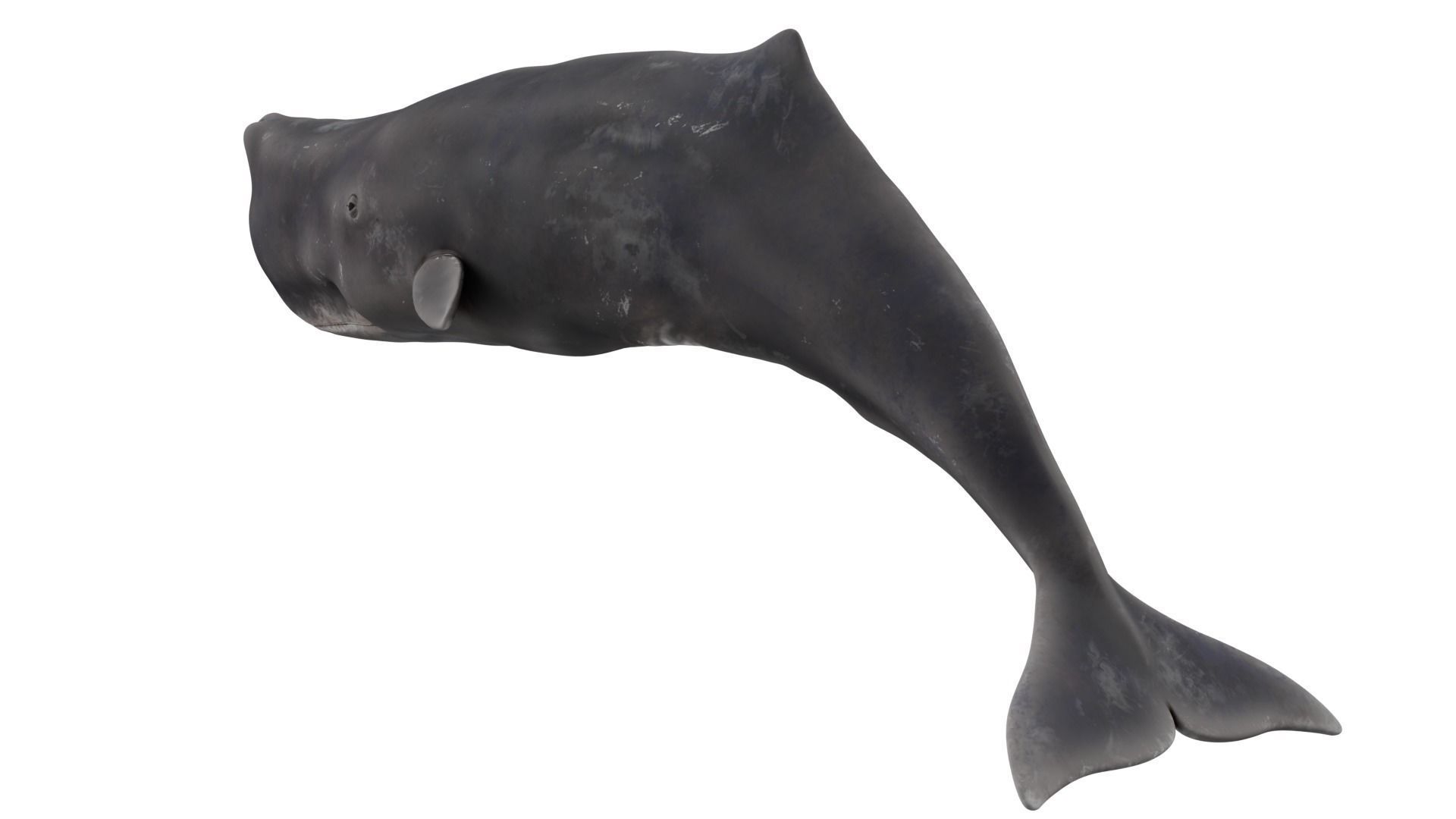 Sperm Whale 3D model_2