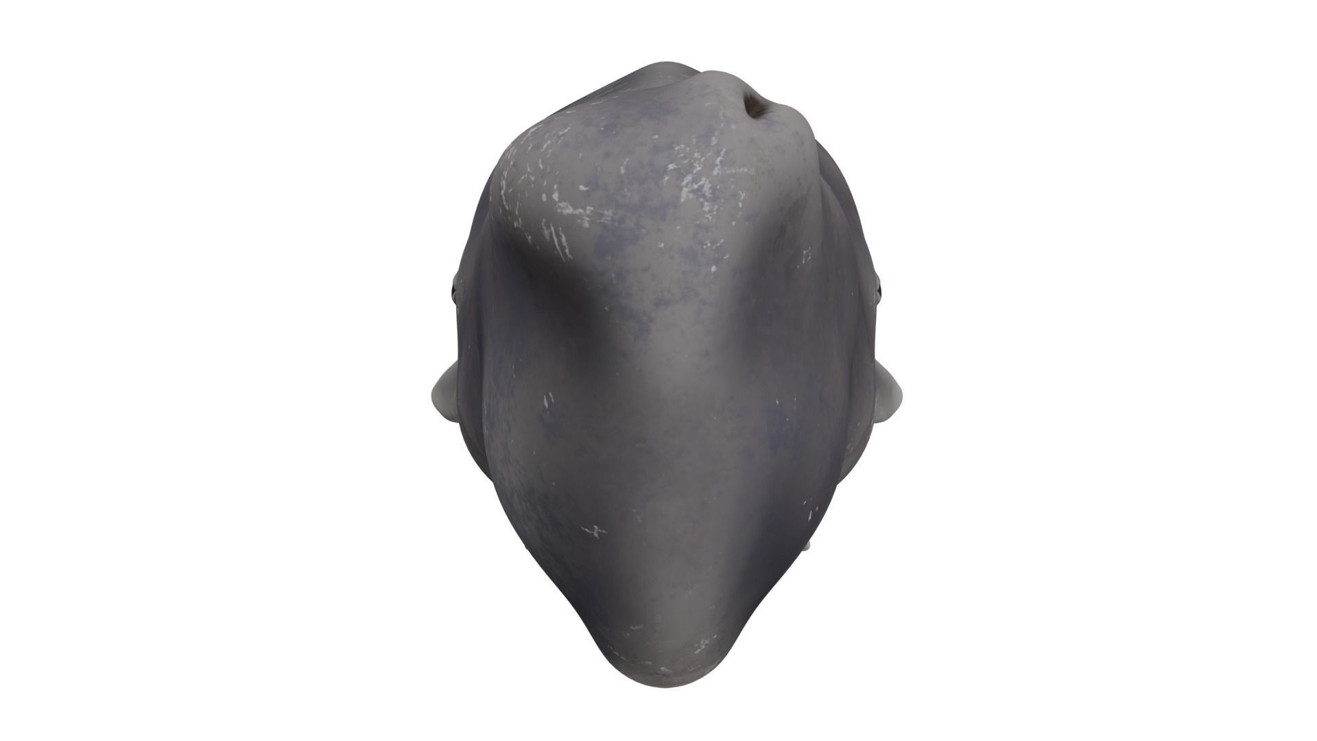 Sperm Whale 3D model_7