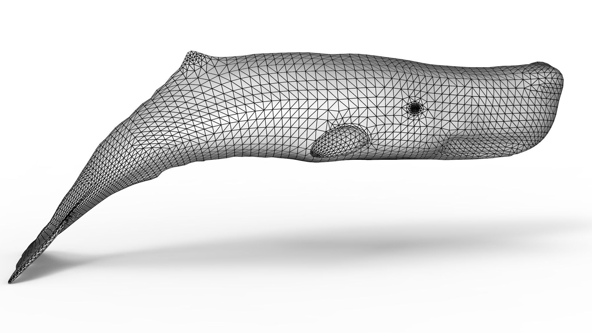 Sperm Whale 3D model_15